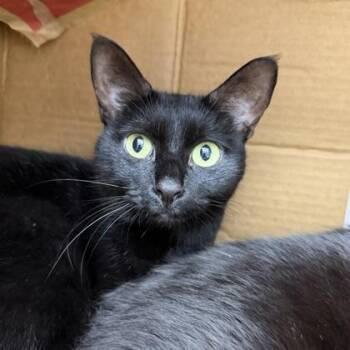 Artemis -  Domestic Short Hair Cat for Adoption in Atlanta, Georgia - Artemis | PetCurious
