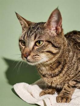 MAX -  Domestic Short Hair Cat for Adoption in Jacksonville, Florida - MAX | PetCurious