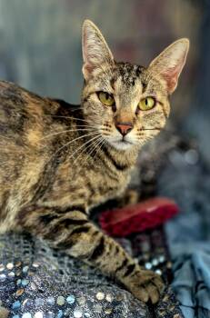 Rescue Domestic Short Hair Cats for Adoption in Ocean Springs, Mississippi - Isabelle | PetCurious