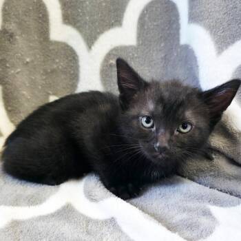 Blaine -  Domestic Short Hair Cat for Adoption in Mt. Juliet, Tennessee - Blaine | PetCurious