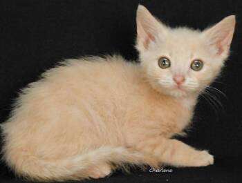 Krusty Krab -  Domestic Short Hair Cat for Adoption in Newland, North Carolina - Krusty Krab | PetCurious