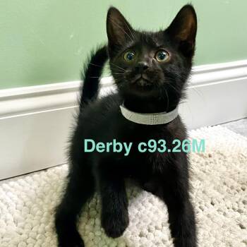 Foster Derby -  Domestic Short Hair Cat for Adoption in Batavia, New York - Foster Derby | PetCurious