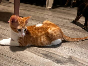 Rescue Domestic Short Hair Cats for Adoption in Castro Valley, California - Tigger (& Marie) | PetCurious