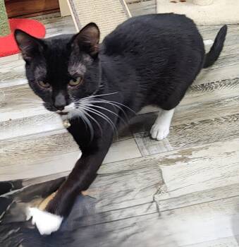 Domestic Short Hair Cats Available for Adoption - Carlton | PetCurious