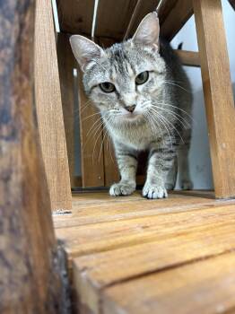 CAThy -  Domestic Short Hair Cat Available for Adoption in Rossville, Tennessee - CAThy | PetCurious