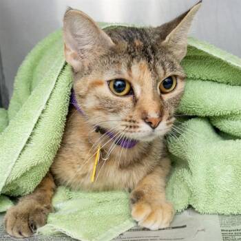 MYSTERY -  Domestic Short Hair Cat for Adoption in St. Louis, Missouri - MYSTERY | PetCurious
