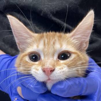 Love -  Domestic Short Hair Cat for Adoption in Mt. Juliet, Tennessee - Love | PetCurious