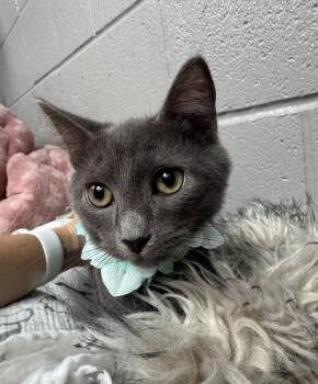 Snuggly Stone -  Russian Blue Cat for Adoption in Burlington, North Carolina - Snuggly Stone | PetCurious