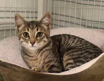Zane -  Domestic Short Hair Cat for Adoption in Kirkland, Washington - Zane | PetCurious