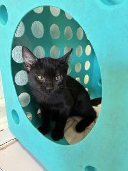 Ramsey -  Domestic Short Hair Cat for Adoption in Honolulu, Hawaii - Ramsey | PetCurious