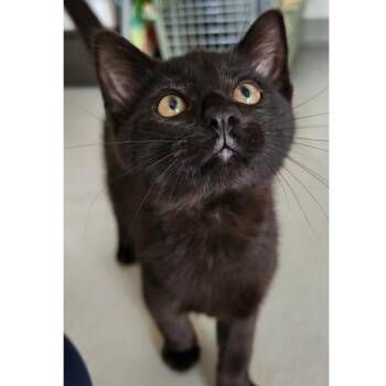 Hammer -  Domestic Short Hair Cat for Adoption in Stoughton, Wisconsin - Hammer | PetCurious