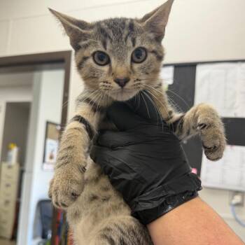Zombie -  Domestic Short Hair Cat for Adoption in Columbiana, Alabama - Zombie | PetCurious