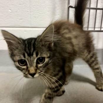 Zosime -  Domestic Long Hair Cat for Adoption in Spruce Pine, North Carolina - Zosime | PetCurious