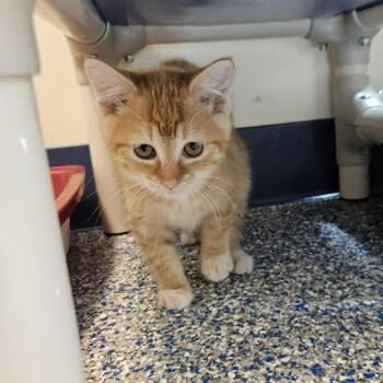 Chai -  Domestic Short Hair Cat for Adoption in Port Townsend, Washington - Chai | PetCurious