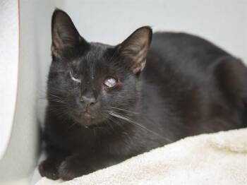 MISS POTTS -  Domestic Short Hair Cat for Adoption in Phoenix, Arizona - MISS POTTS | PetCurious