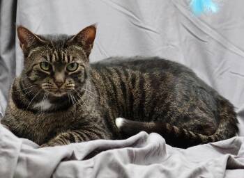Domestic Short Hair Cats Available for Adoption in Grovetown, Georgia - GISELLE | PetCurious