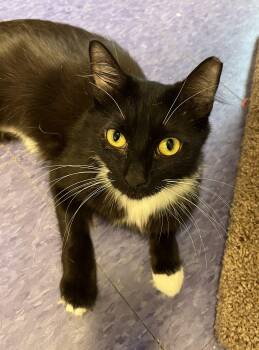 Knox -  Domestic Long Hair Cat for Adoption in Harrison, New York - Knox | PetCurious