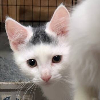 Rescue Domestic Short Hair Cats for Adoption in Carmel, Indiana - Lucy | PetCurious