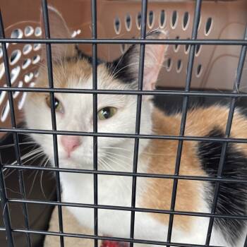 Rescue Domestic Short Hair Cats for Adoption in Grand Rapids, Minnesota - Gemini | PetCurious