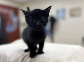 BOB -  Domestic Medium Hair Cat for Adoption in Aliquippa, Pennsylvania - BOB | PetCurious