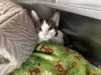 Sweetie Pie -  Domestic Short Hair Cat for Adoption in Manitowoc, Wisconsin - Sweetie Pie | PetCurious