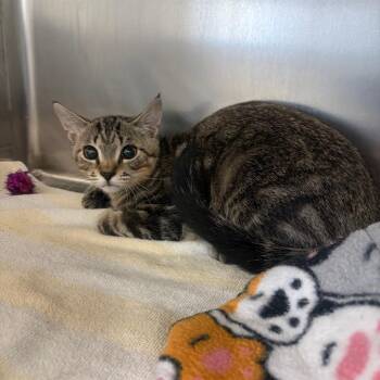 Enya -  Domestic Short Hair Cat for Adoption in Sarasota, Florida - Enya | PetCurious