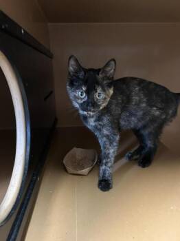 Smooch -  Domestic Short Hair Cat for Adoption in Dayton, Minnesota - Smooch | PetCurious