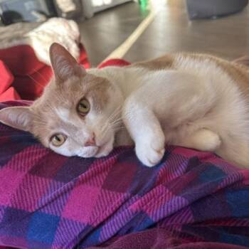 Baby -  Domestic Short Hair Cat for Adoption in Golden, Colorado - Baby | PetCurious
