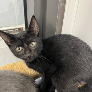 Pap -  Domestic Short Hair Cat for Adoption in West Palm Beach, Florida - Pap | PetCurious