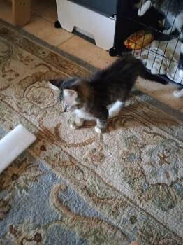 Chewie -  Domestic Short Hair Cat for Adoption in Aurora, Colorado - Chewie | PetCurious
