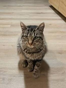 Tabby Cats Available for Adoption - Charli | PetCurious