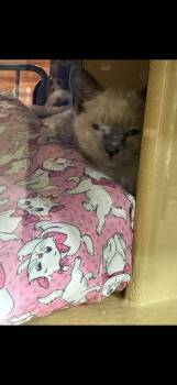 Pibs -  Siamese Cat for Adoption in Marvin, North Carolina - Pibs | PetCurious