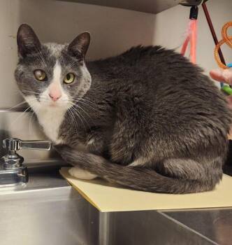 Bella -  Domestic Short Hair Cat for Adoption in Oakland, California - Bella | PetCurious