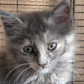 Domestic Long Hair Cats Available for Adoption in Fort Worth, Texas - Ethel | PetCurious