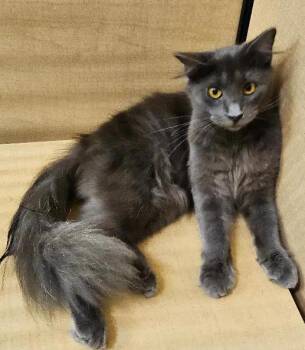 Faith -  Domestic Medium Hair Cat for Adoption in Tulsa, Oklahoma - Faith | PetCurious