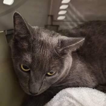 Zephyr -  Domestic Short Hair Cat for Adoption in Bentonville, Arkansas - Zephyr | PetCurious