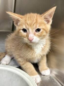 Banana Bob -  Domestic Medium Hair Cat for Adoption in Wichita, Kansas - Banana Bob | PetCurious