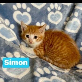 Simon -  Domestic Short Hair Cat for Adoption in South Elgin, Illinois - Simon | PetCurious