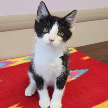 Wall-E -  Domestic Short Hair Cat for Adoption in Marshfield, Wisconsin - Wall-E | PetCurious
