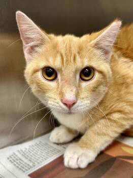 Domestic Short Hair Cats Available for Adoption in Wichita, Kansas - Phineas | PetCurious