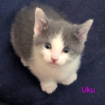 UKU -  American Shorthair Cat for Adoption in Pinedale, Wyoming - UKU | PetCurious