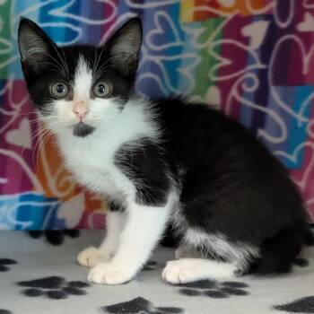 Jules -  Domestic Short Hair Cat for Adoption - Jules | PetCurious