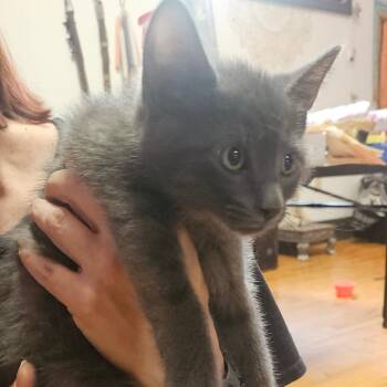 Heavia -  Domestic Short Hair and Russian Blue Cat for Adoption in Ringtown, Pennsylvania - Heavia | PetCurious