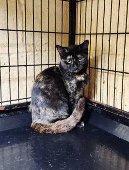 Iris -  Tortoiseshell Cat for Adoption in Perth Amboy, New Jersey - Iris | PetCurious