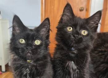 GRETCHEN(YELLOW) -  Domestic Medium Hair Cat for Adoption in Springfield, Massachusetts - GRETCHEN(YELLOW) | PetCurious