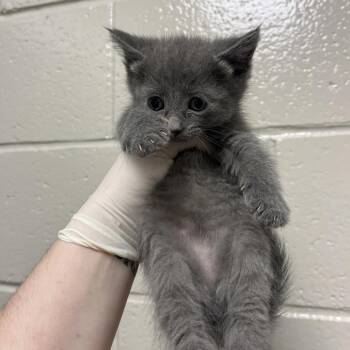 Ellis Brooklyn -  Domestic Short Hair Cat for Adoption in Reno, Nevada - Ellis Brooklyn | PetCurious