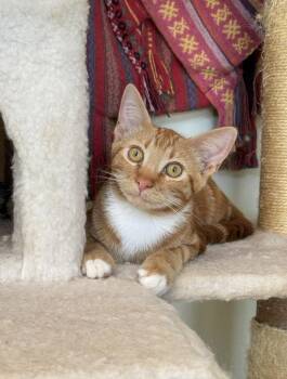 Cheshire -  Domestic Short Hair Cat for Adoption in Tucson, Arizona - Cheshire | PetCurious