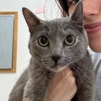 Moon Majestic Green-Eyes River -  Dilute Tortoiseshell and Domestic Short Hair Cat for Adoption in Friendswood, Texas - Moon Majestic Green-Eyes River | PetCurious