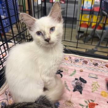 Makhala -  Siamese Cat for Adoption in NEW PT RICHEY, Florida - Makhala | PetCurious