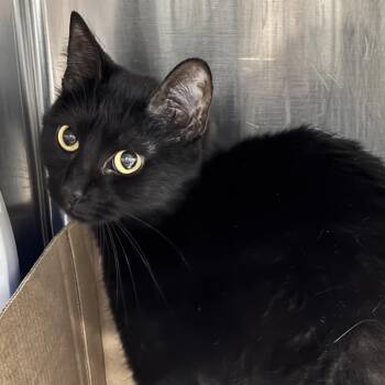 Domestic Short Hair Cats Available for Adoption in Belleville, Illinois - Salem | PetCurious